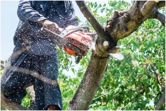 tree services Hackberry